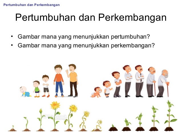 Pertumbuhan Dan Perkembangan Dalchaebi Pertumbuhan Dan Perkembangan Dalchaebi