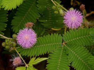 Mimosa pudica (Sensitive Plant) - World of Flowering Plants